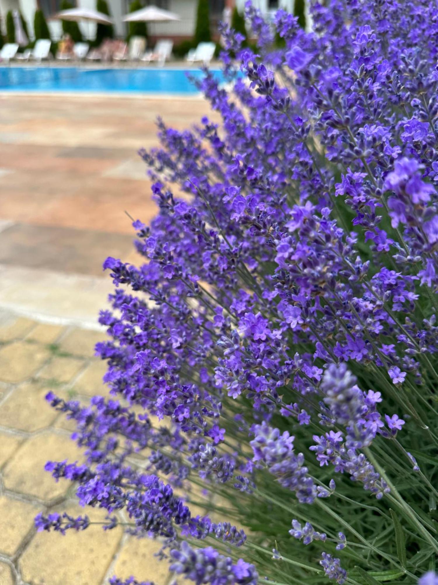 Panteli Apart House Aheloy Εξωτερικό φωτογραφία